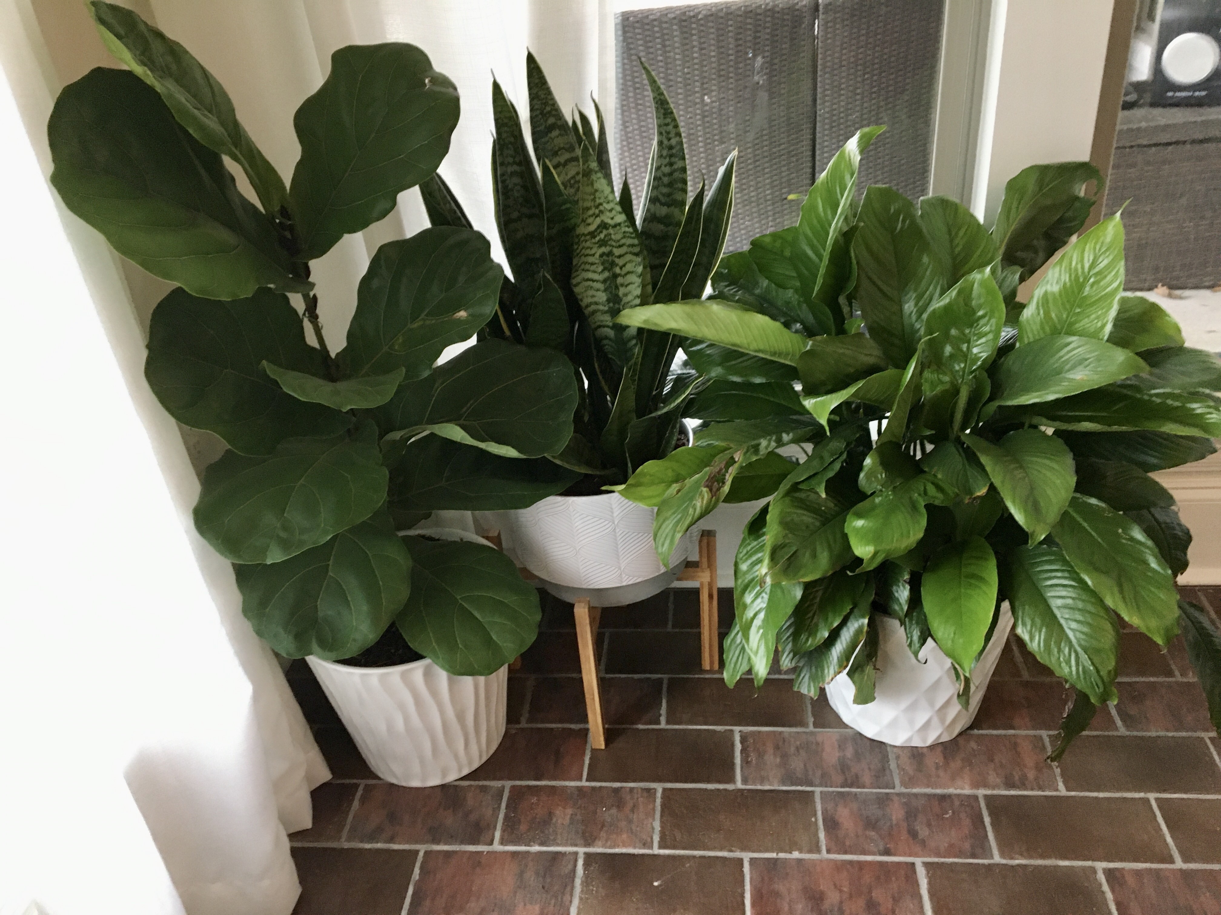 Houseplants have loads to offer for minimal inputs 